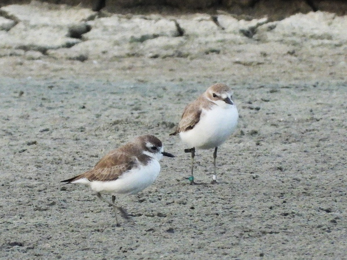 Tibetan Sand-Plover - ML638432214