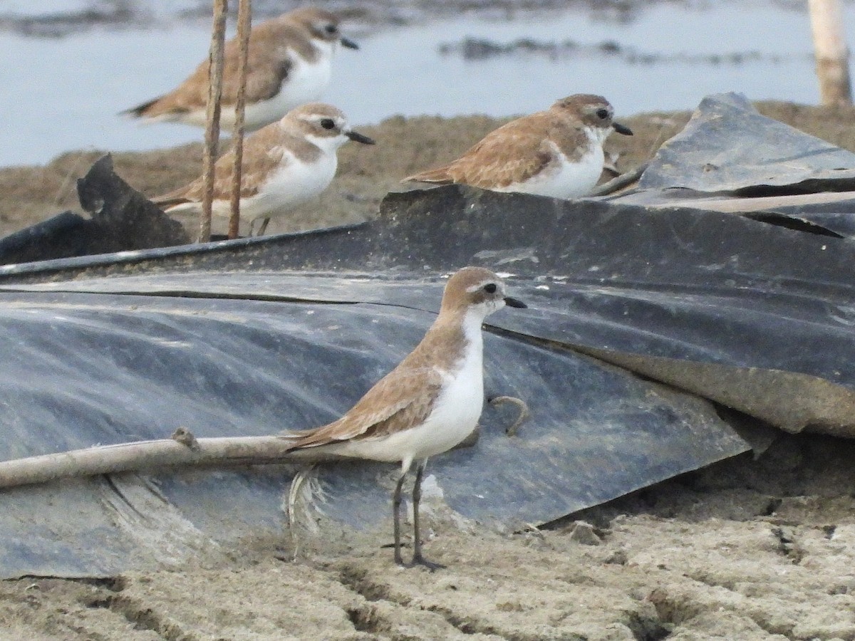 Tibetan Sand-Plover - ML638432215