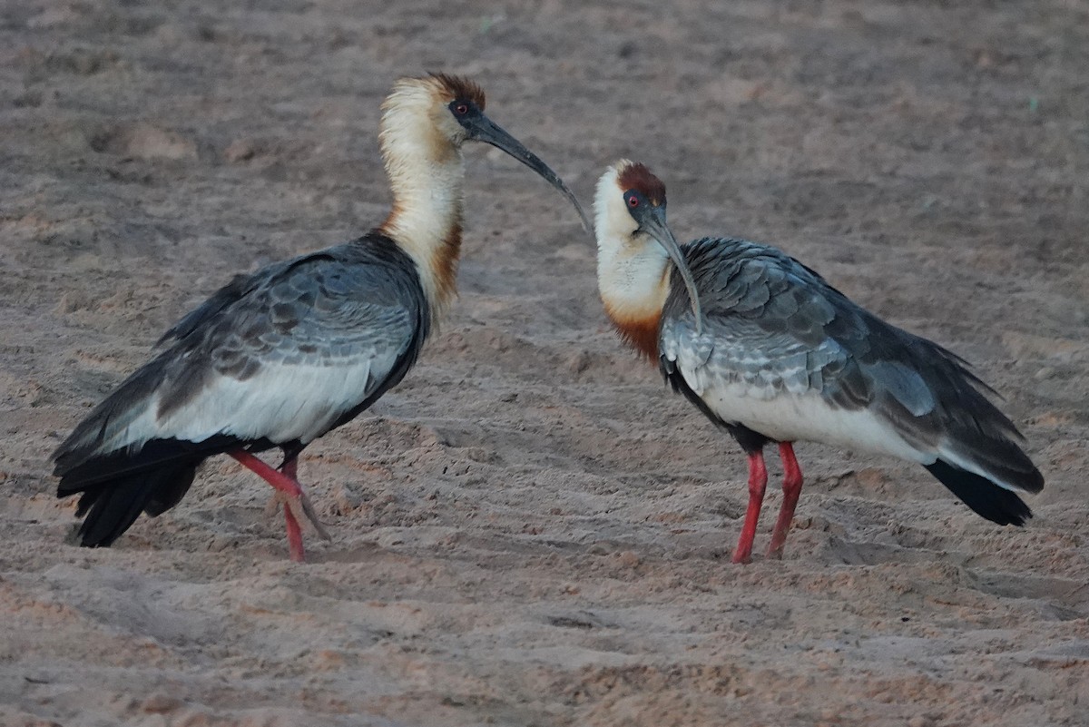 Buff-necked Ibis - ML638432291