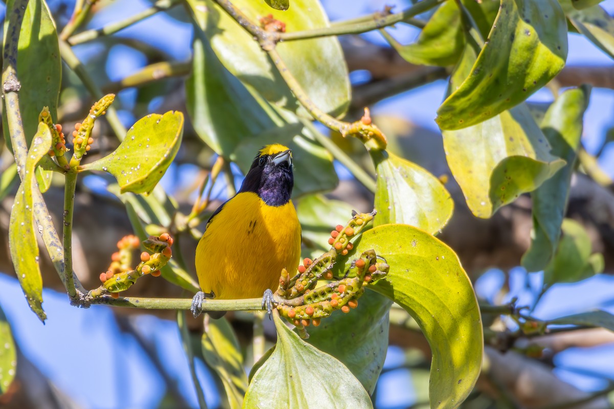 Purple-throated Euphonia - ML638432368