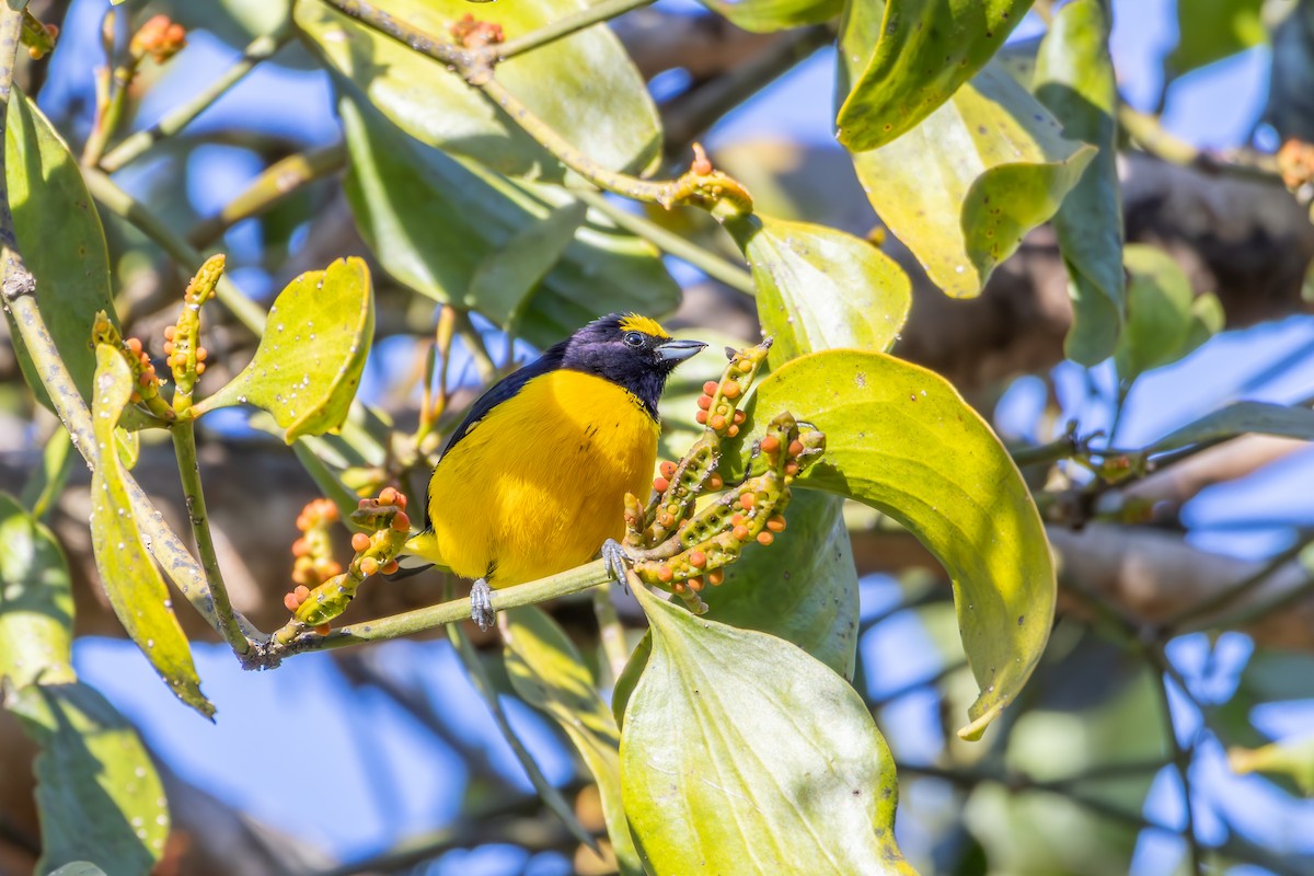 Purple-throated Euphonia - ML638432370