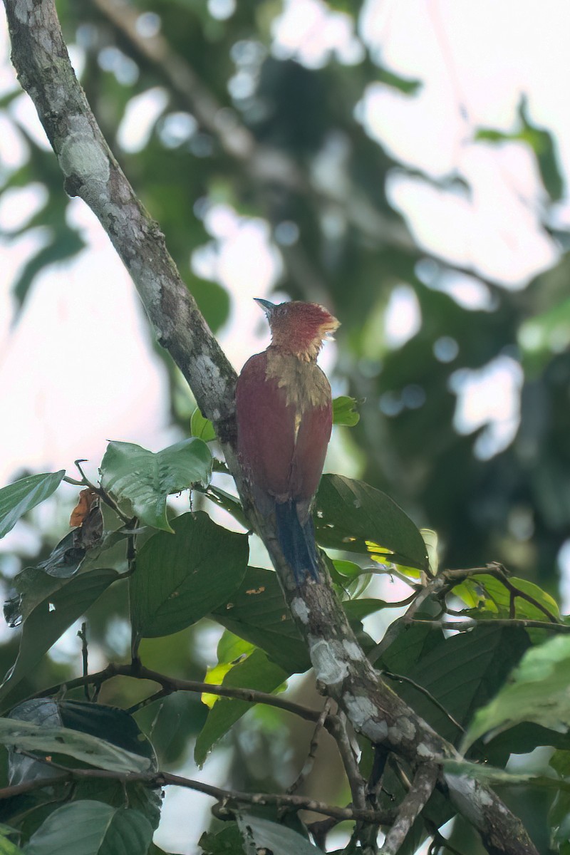 Banded Woodpecker - ML638432400