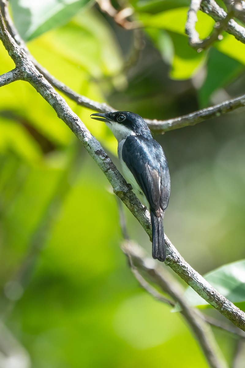 Black-winged Flycatcher-shrike - ML638432403