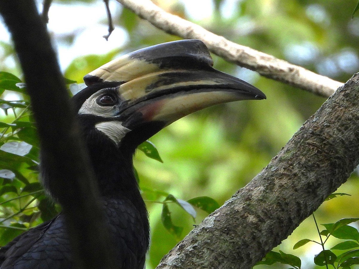 Oriental Pied-Hornbill - ML638432433