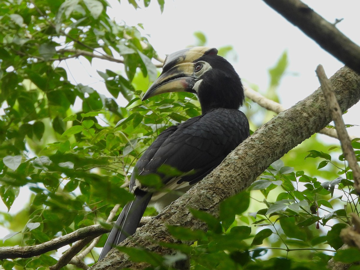 Oriental Pied-Hornbill - ML638432434
