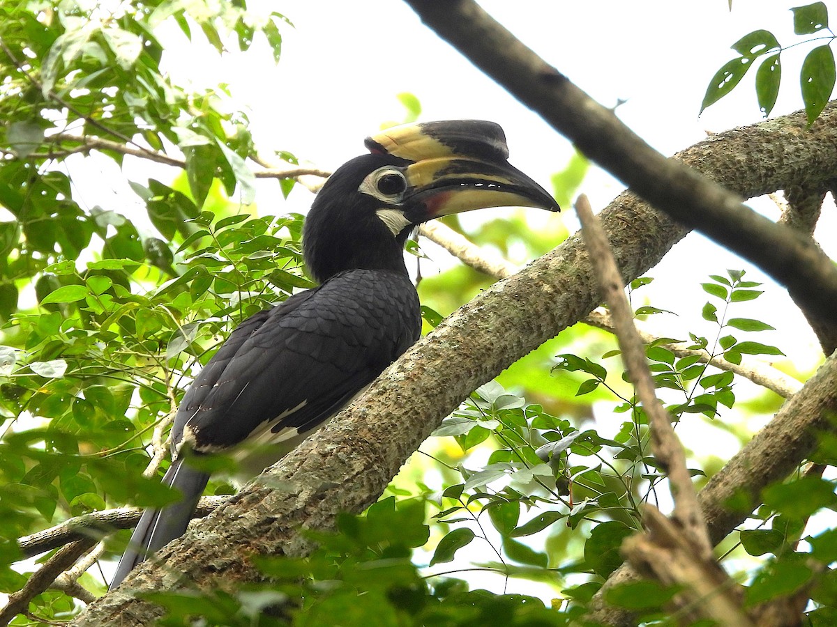 Oriental Pied-Hornbill - ML638432436