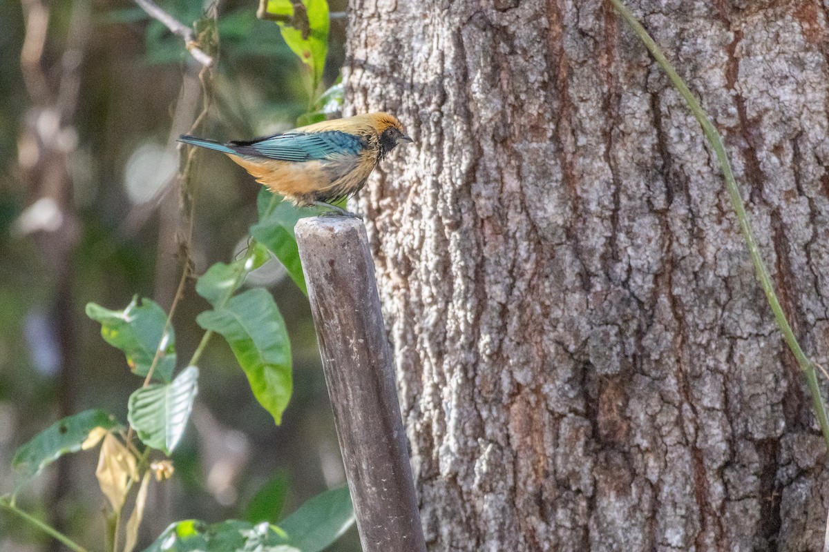 Burnished-buff Tanager - ML638432494