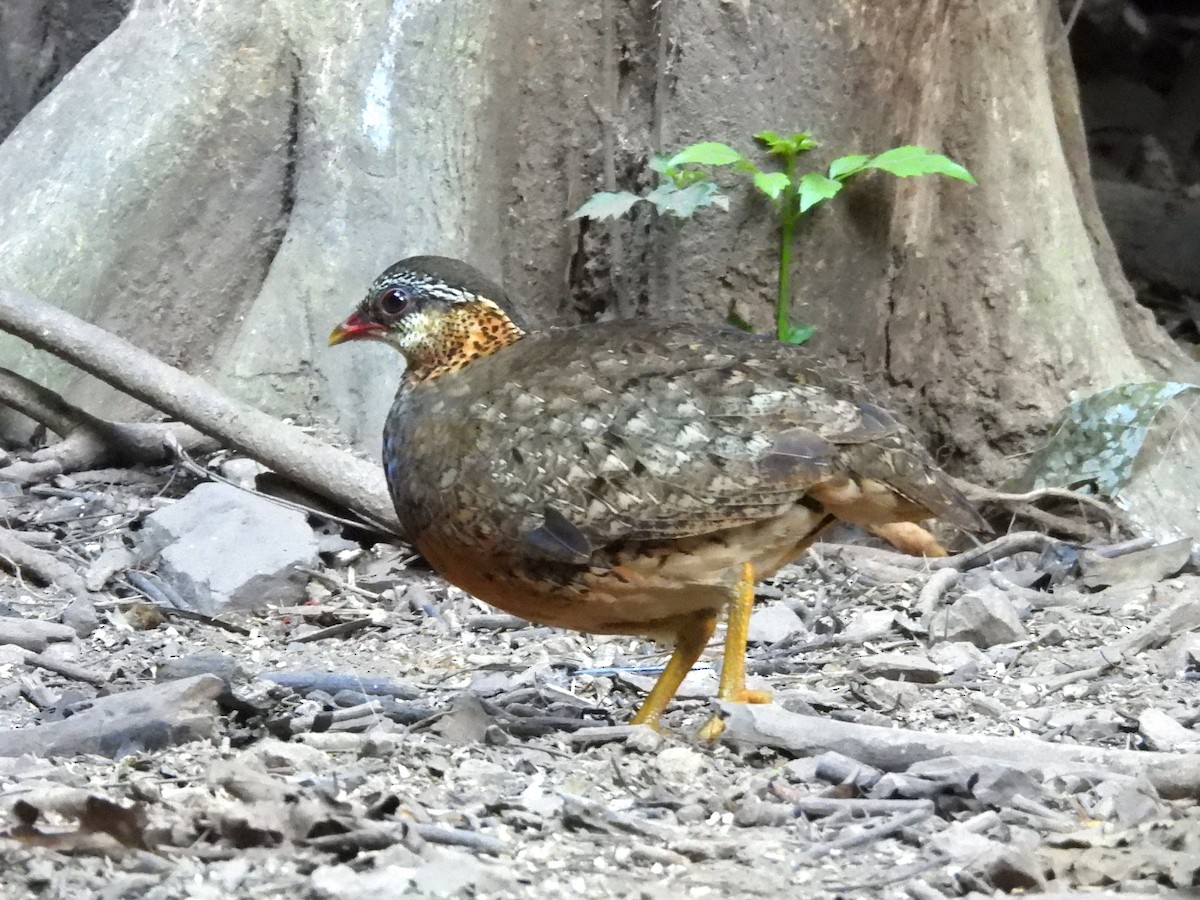 Scaly-breasted Partridge - ML638432530