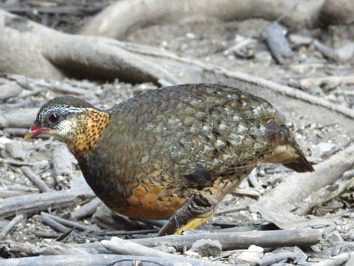 Scaly-breasted Partridge - ML638432531