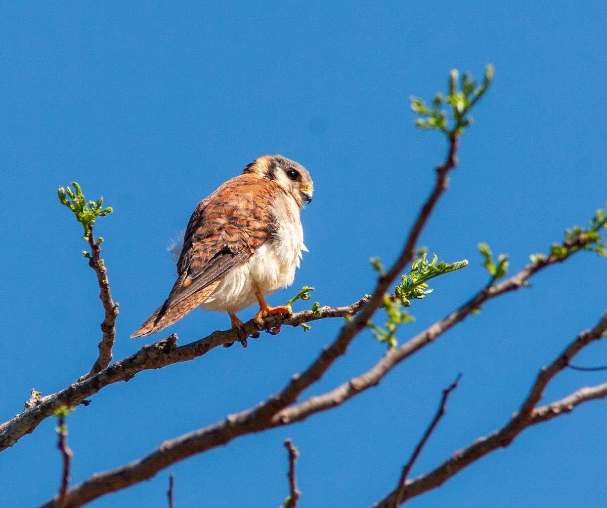 Buntfalke (sparverioides) - ML638432540