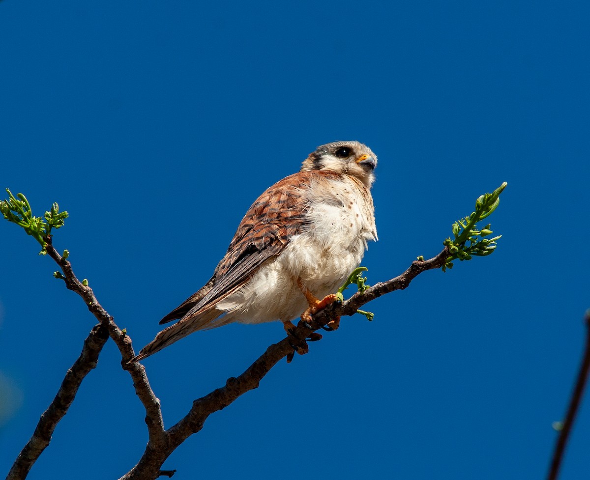 Buntfalke (sparverioides) - ML638432542