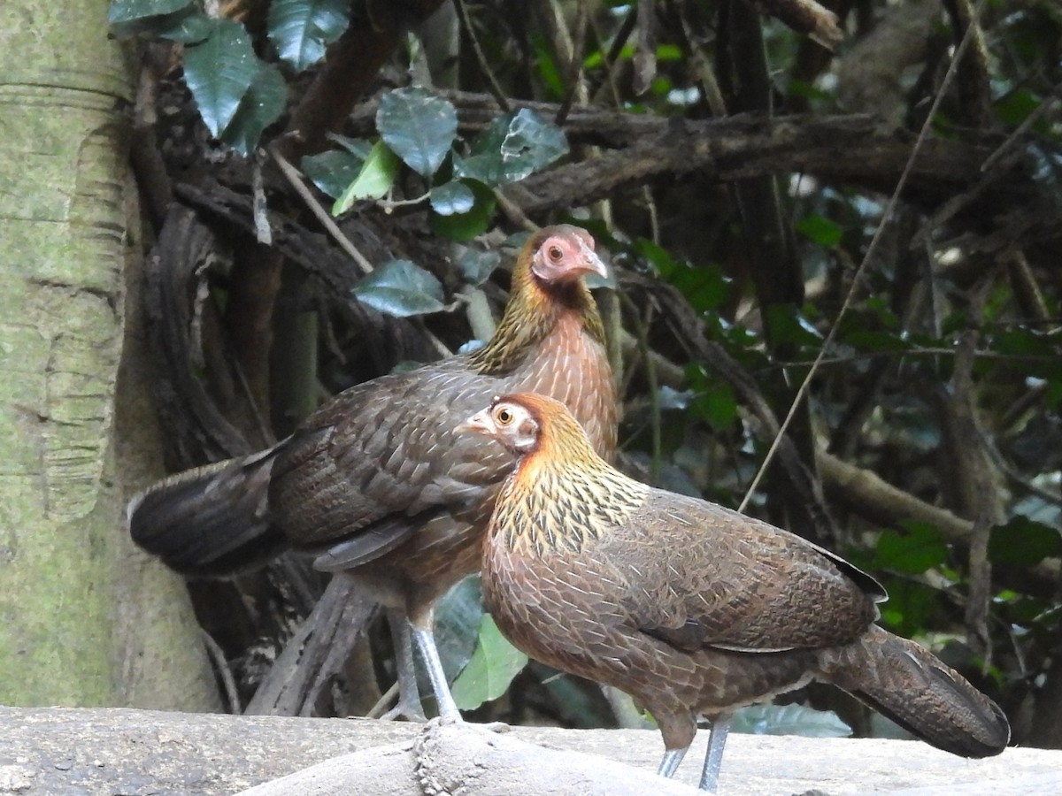 Red Junglefowl - ML638432574