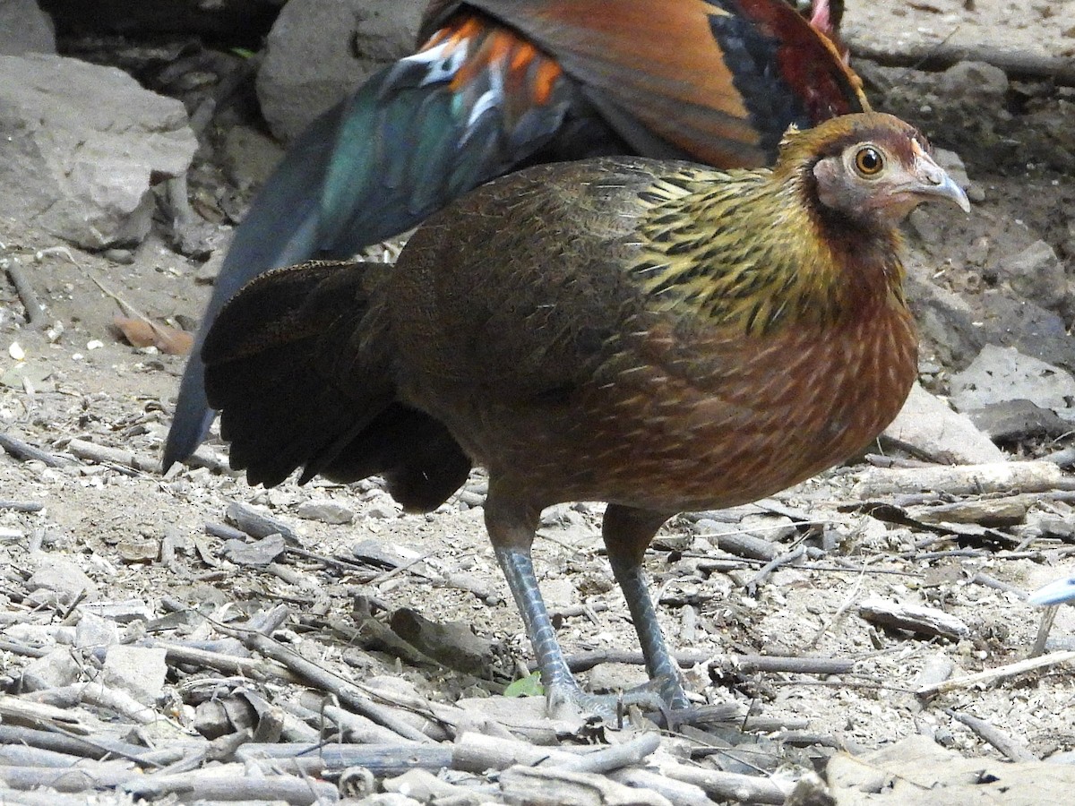 Red Junglefowl - ML638432575