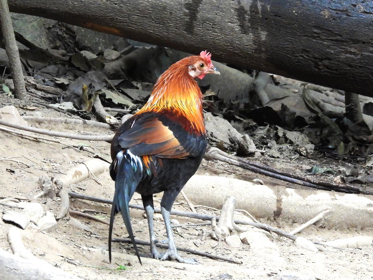Red Junglefowl - ML638432576