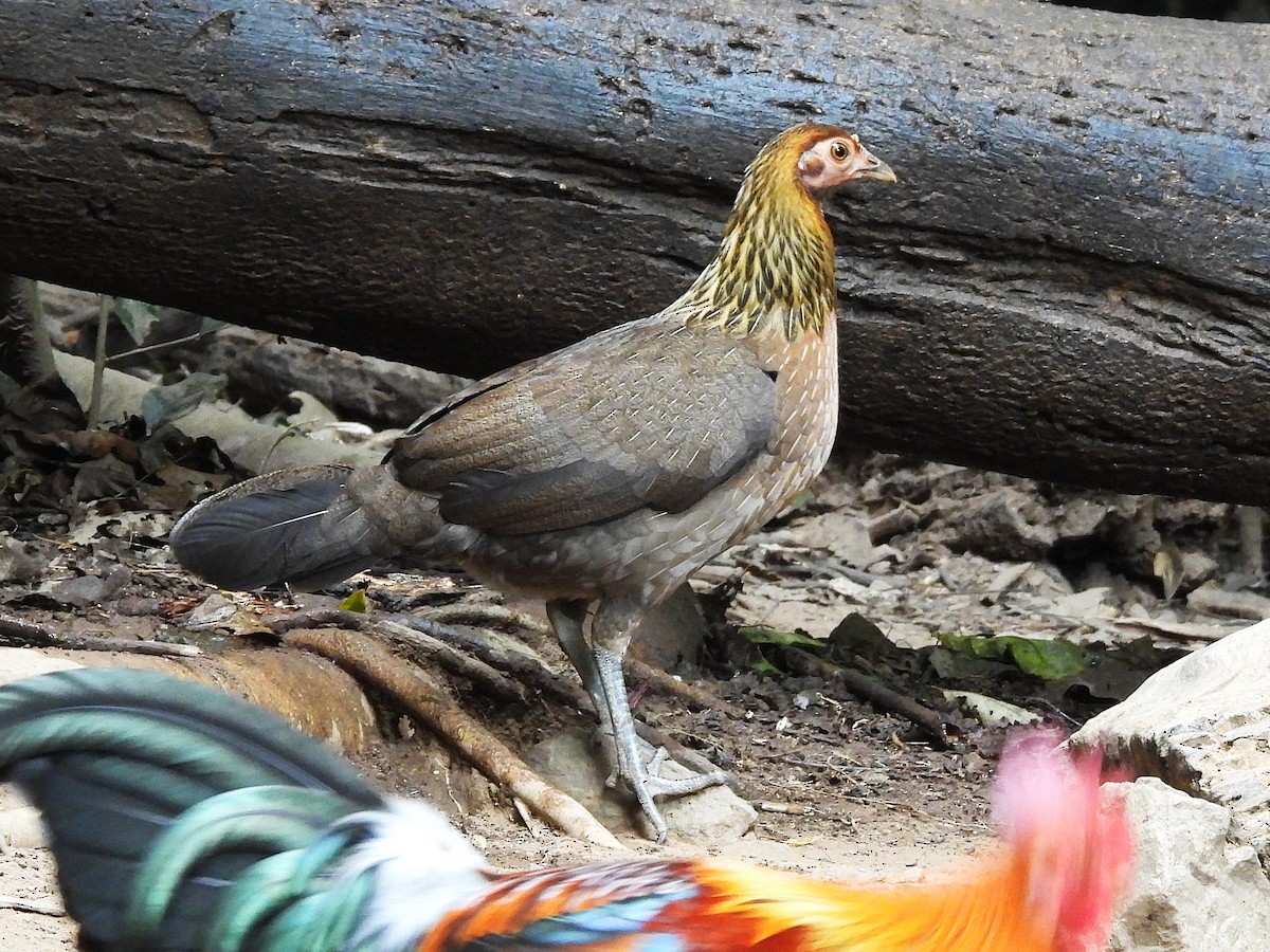 Red Junglefowl - ML638432578