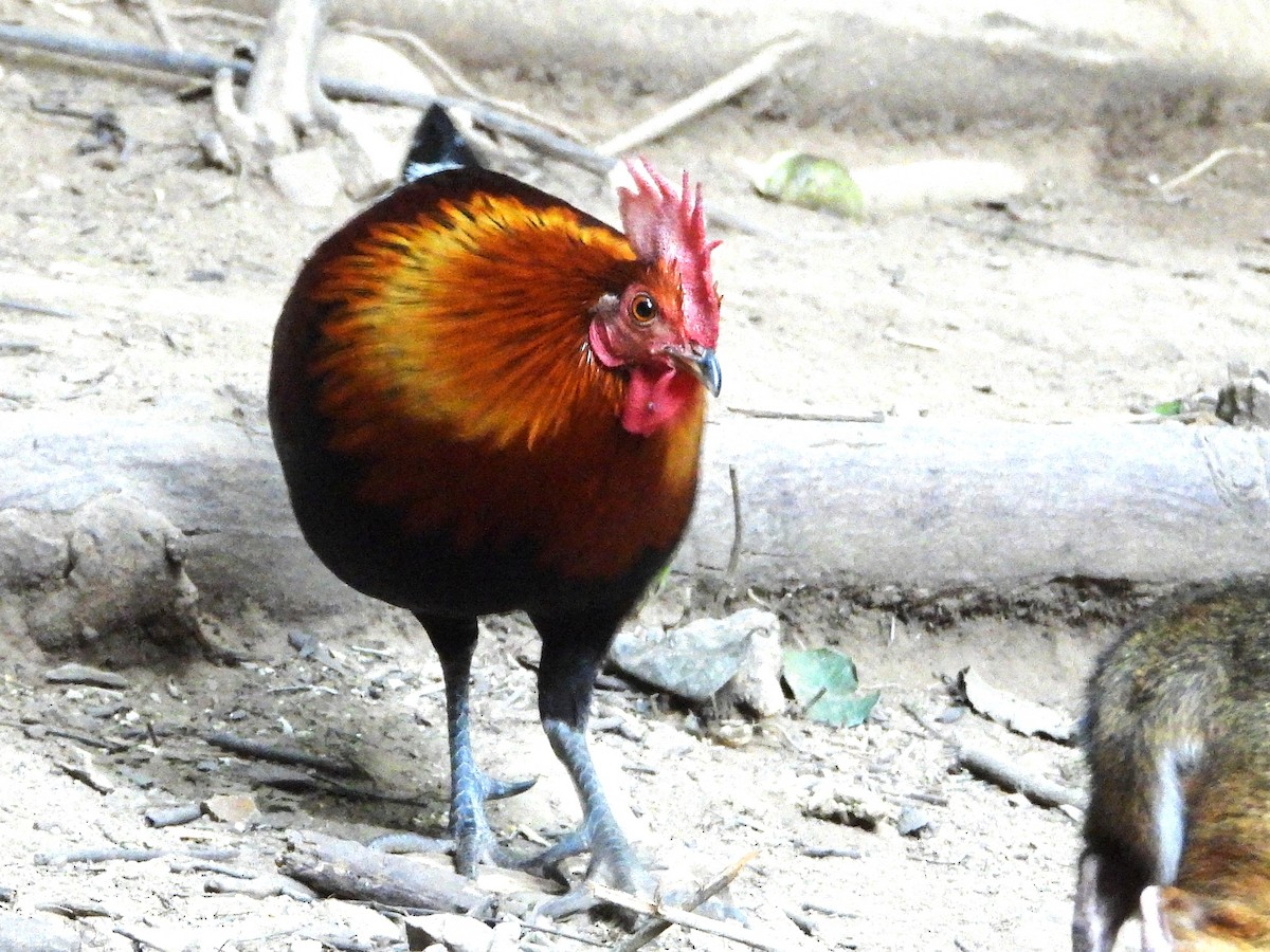 Red Junglefowl - ML638432579