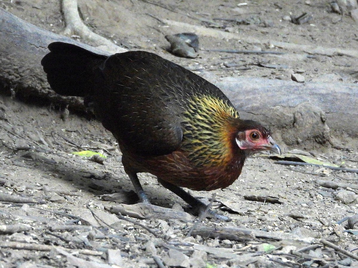 Red Junglefowl - ML638432581