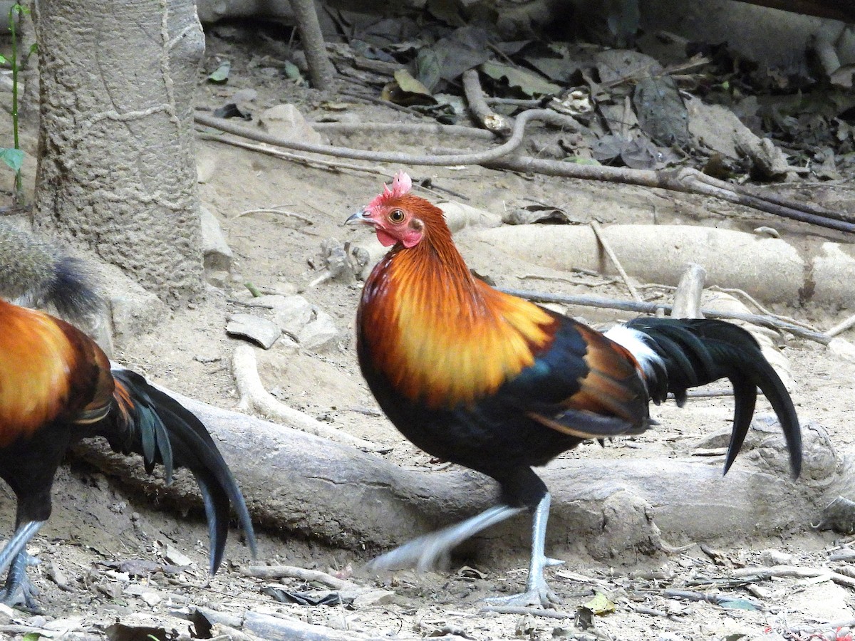 Red Junglefowl - ML638432582