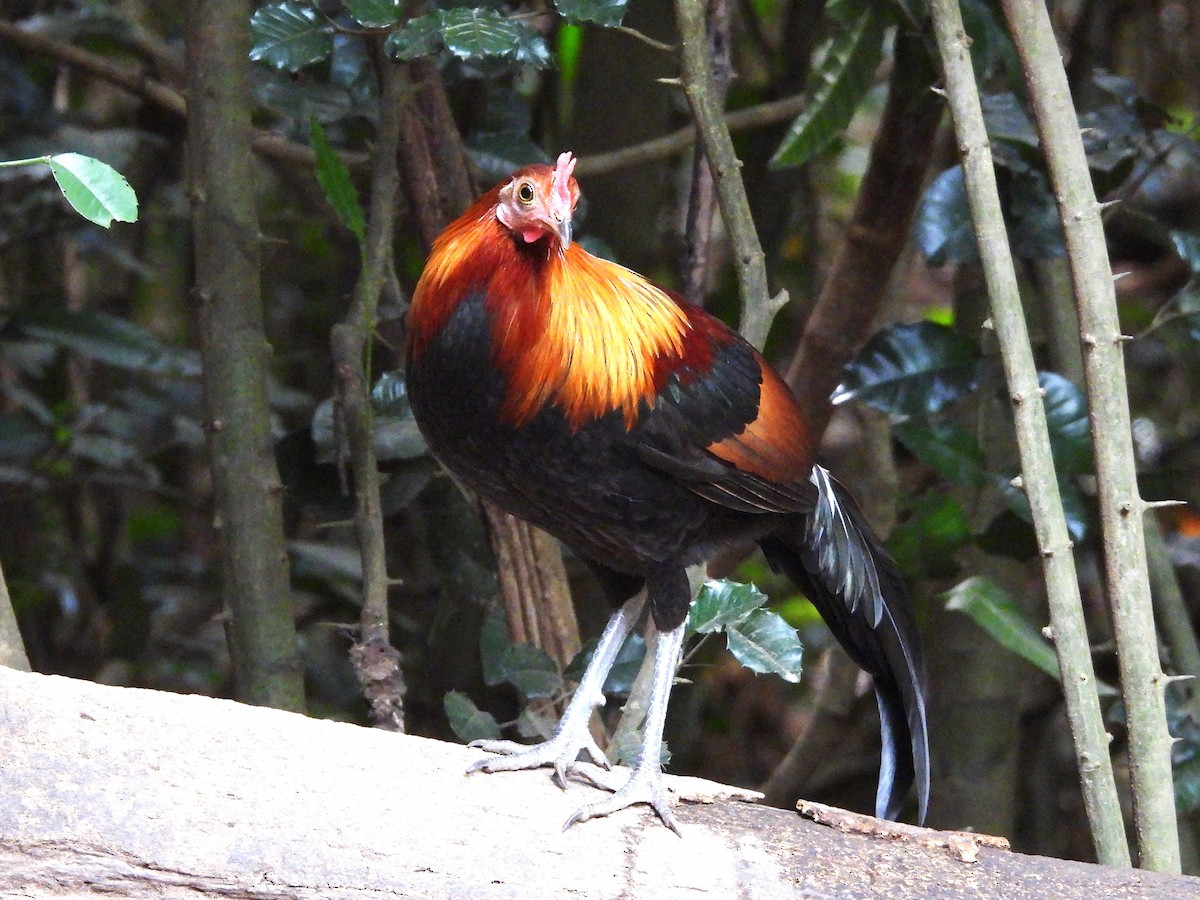 Red Junglefowl - ML638432583