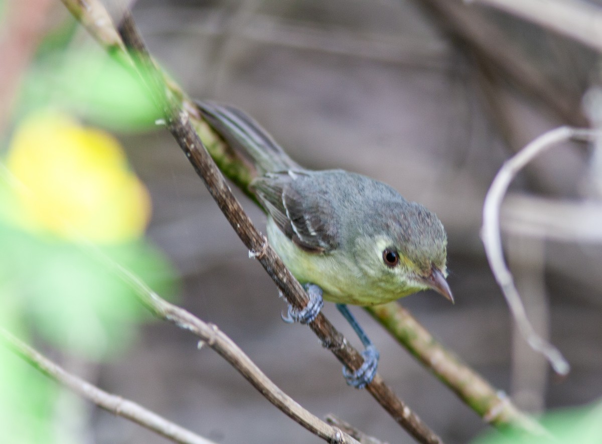 Cuban Vireo - ML638432600