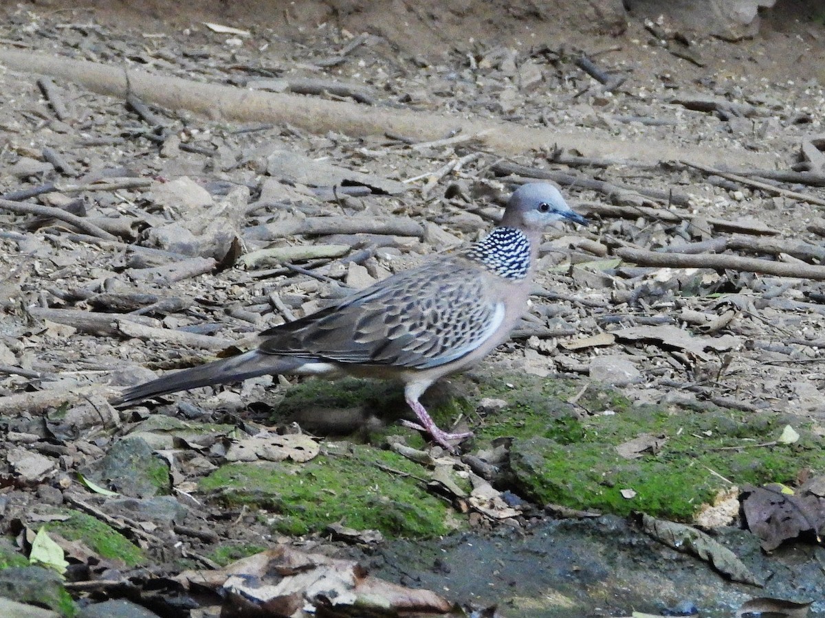 Spotted Dove - ML638432602
