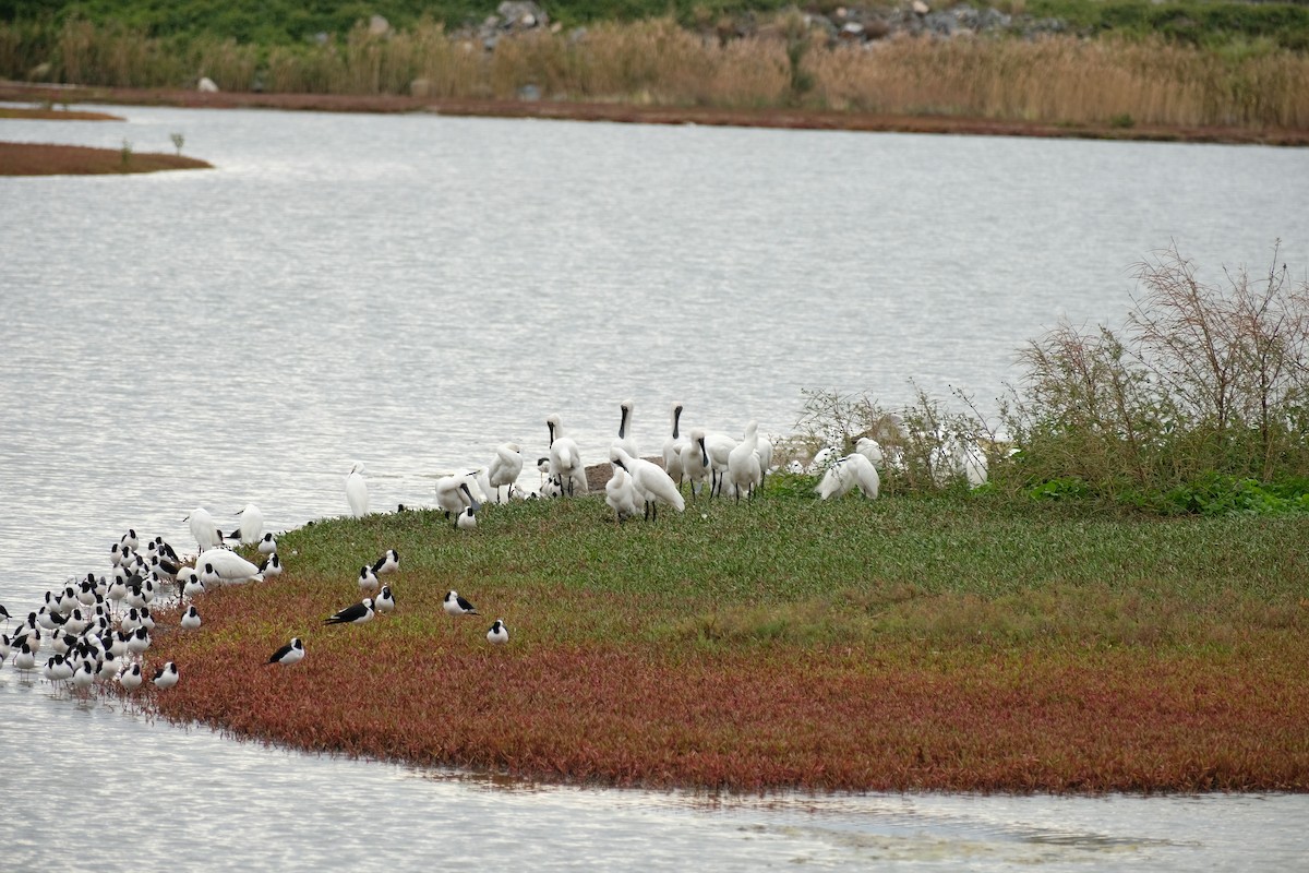 Royal Spoonbill - ML638432628