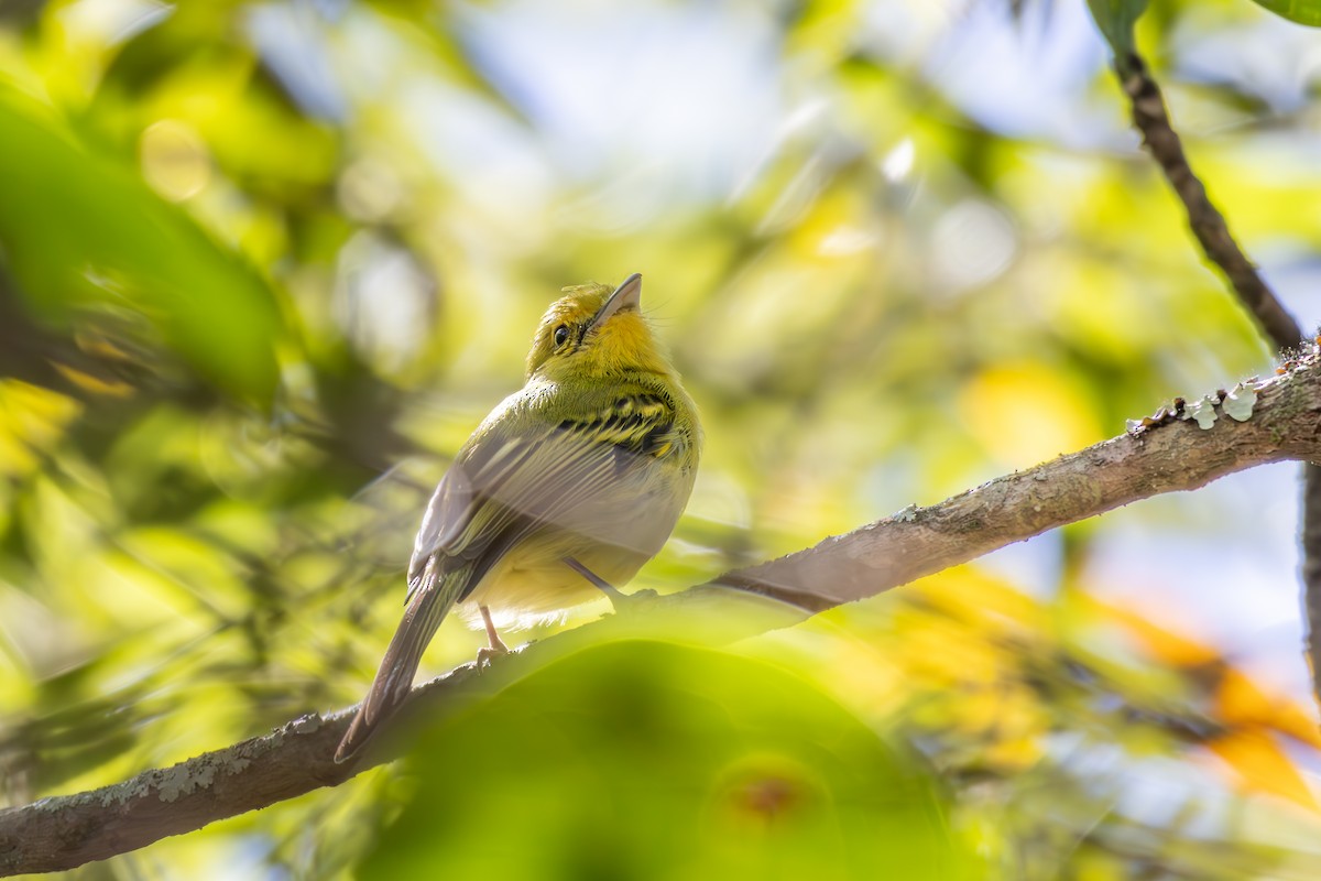 Ochre-lored Flatbill - ML638432631