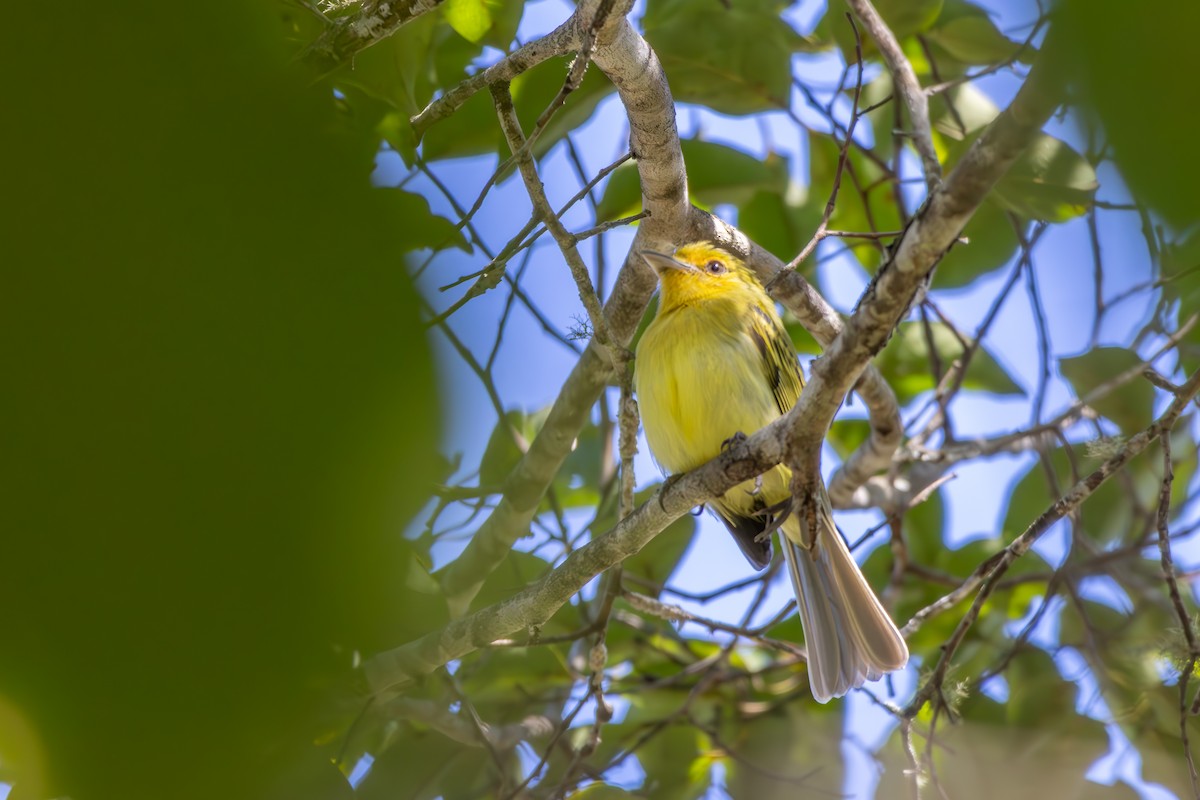 Ochre-lored Flatbill - ML638432633