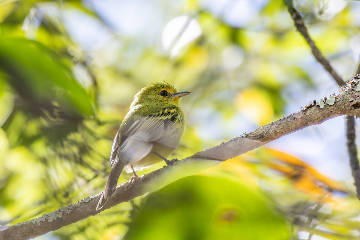 Ochre-lored Flatbill - ML638432634