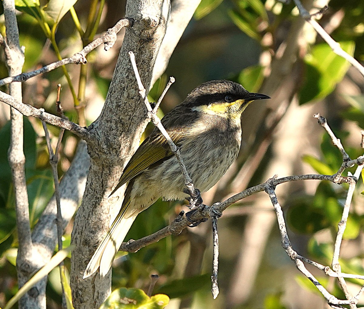 Mangrove Honeyeater - ML638432678