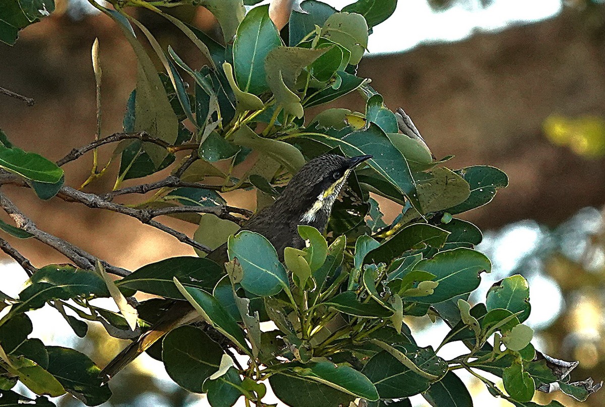 Mangrove Honeyeater - ML638432679