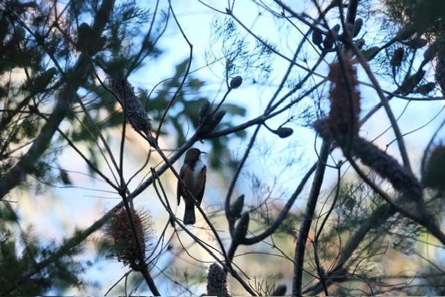 Eastern Spinebill - ML638432727