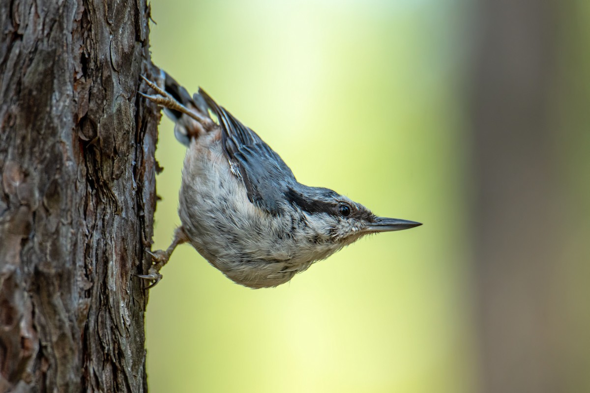 Garrapo eurasiarra - ML638432728