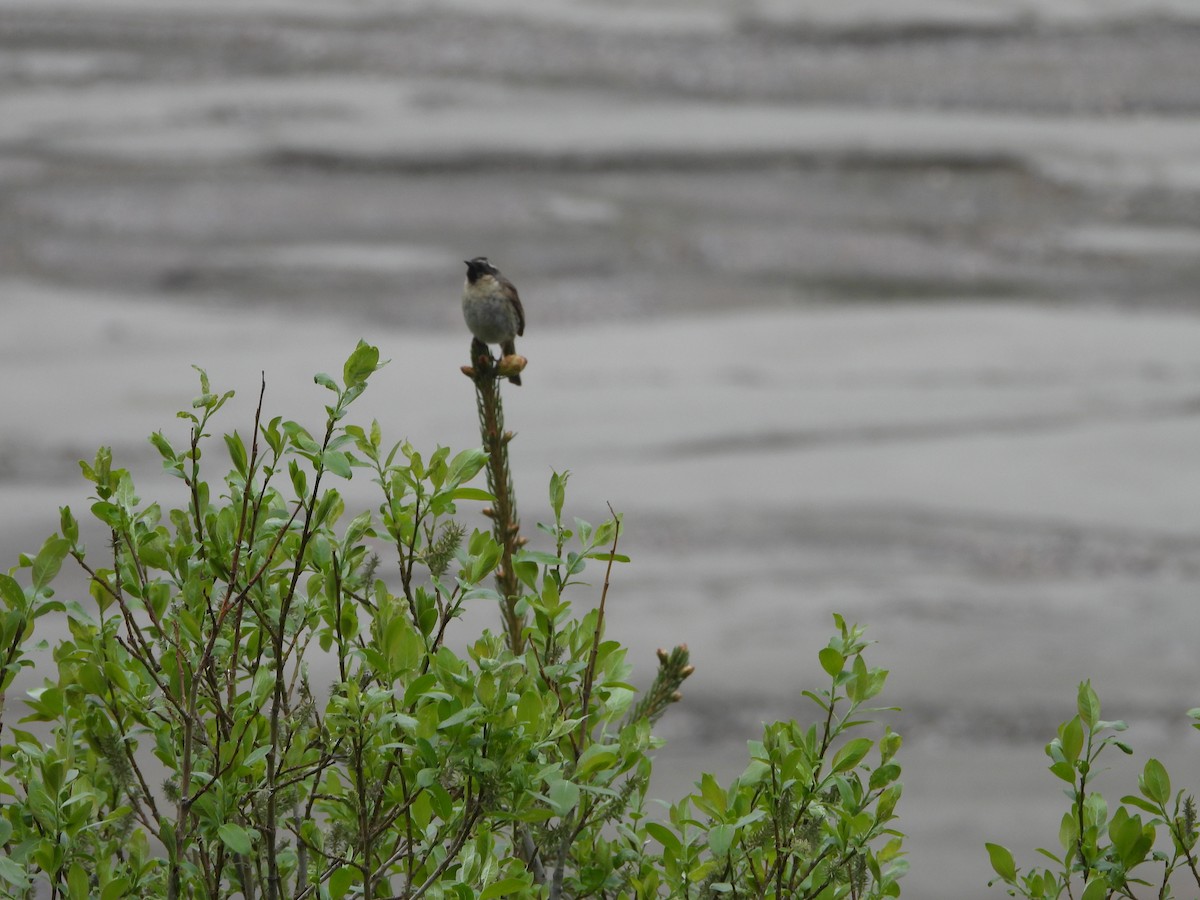 Black-throated Accentor - ML638432745