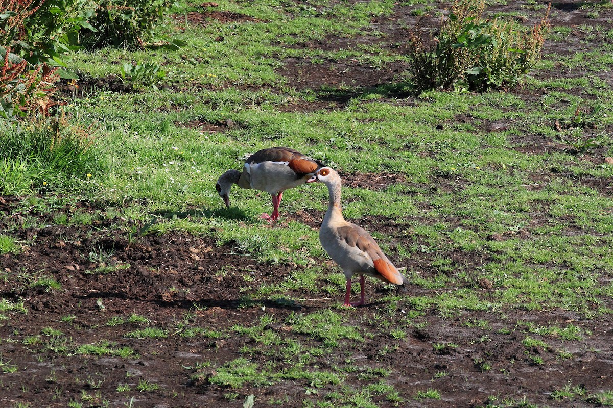 Egyptian Goose - ML638432782