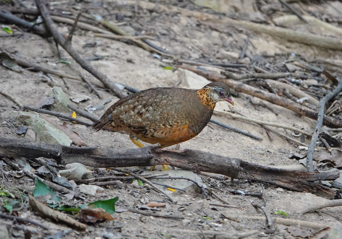 Scaly-breasted Partridge - ML638432786