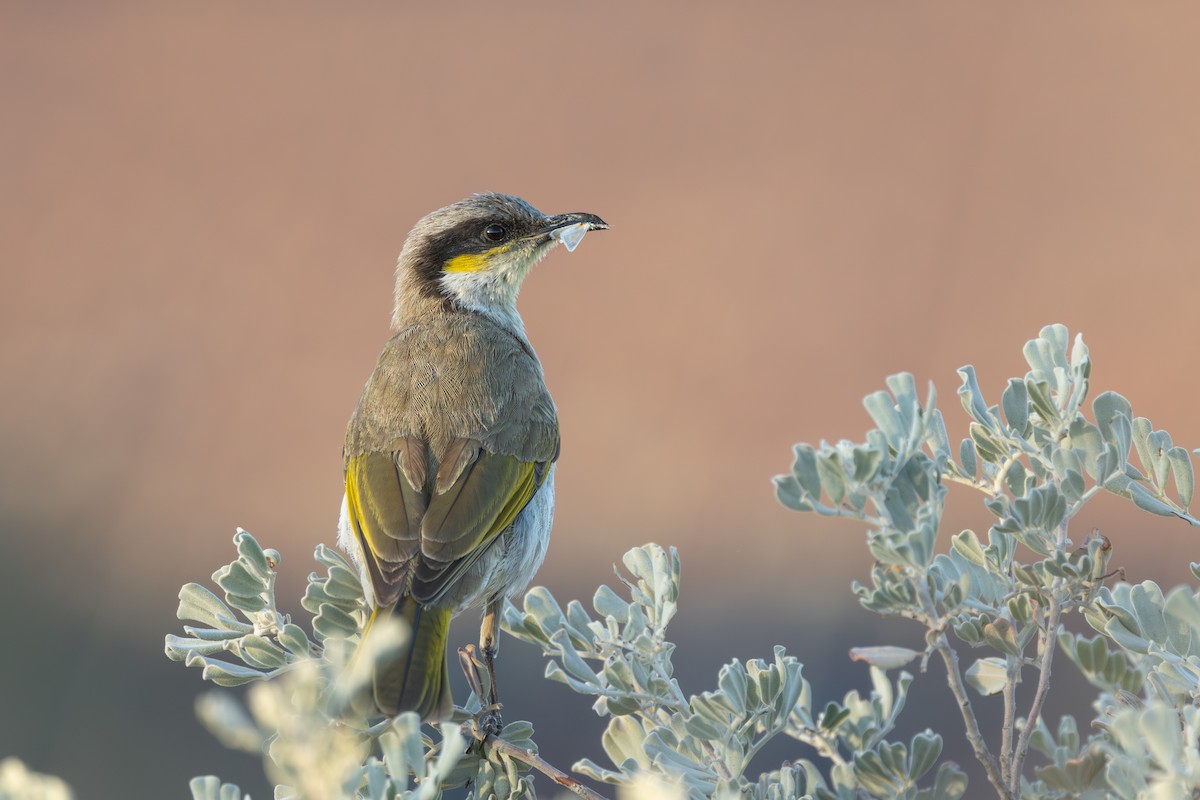 Singing Honeyeater - Ian Mo