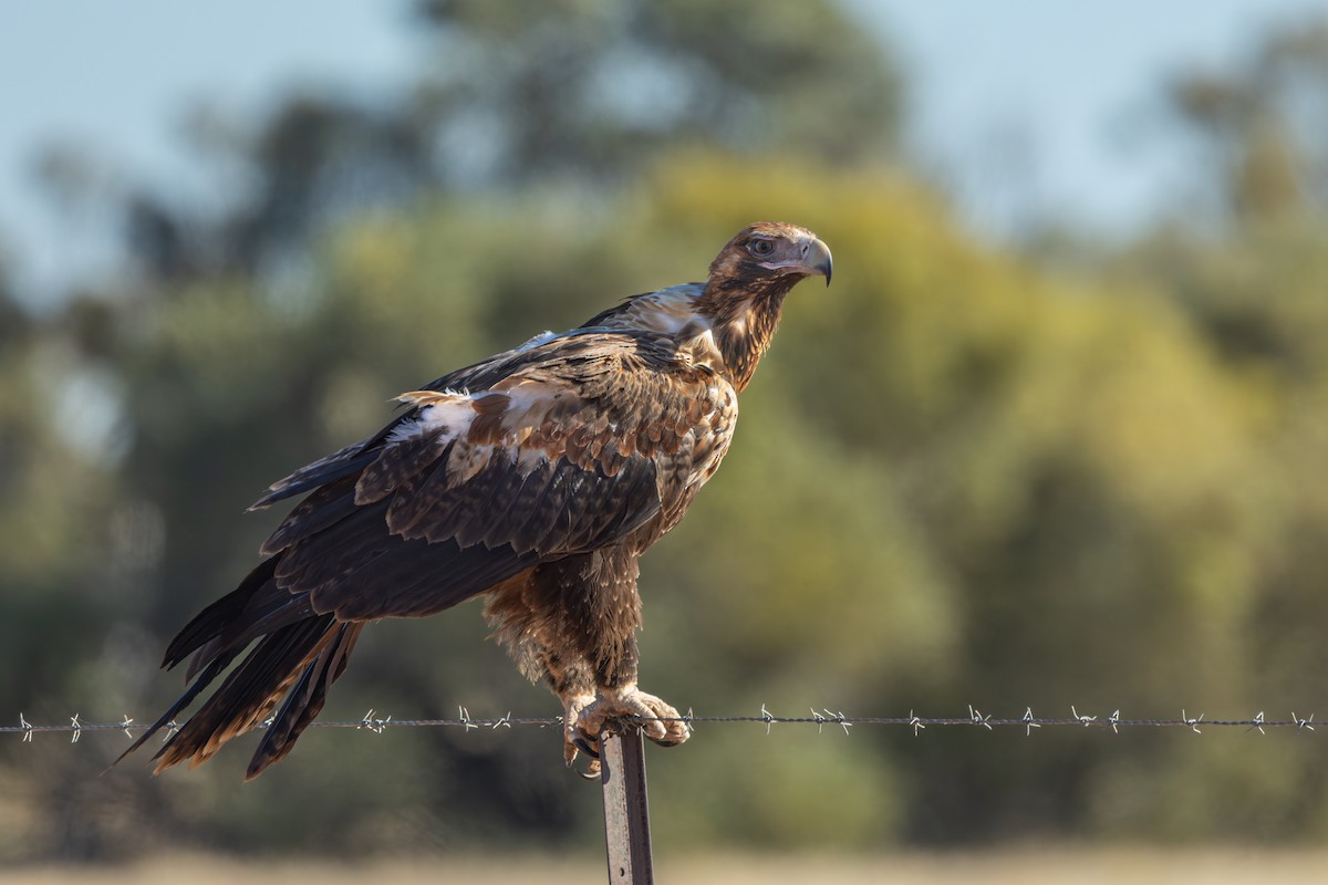 Wedge-tailed Eagle - Ian Mo