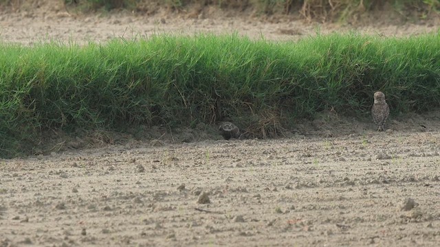 Spotted Owlet - ML638432993