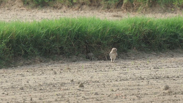 Spotted Owlet - ML638432994