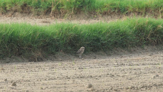 Spotted Owlet - ML638432996