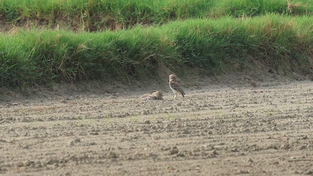Spotted Owlet - ML638432997