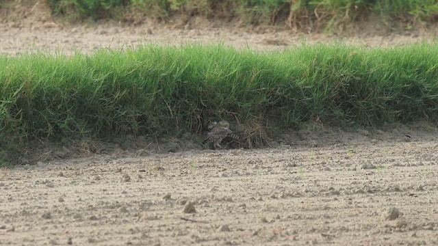 Spotted Owlet - ML638432998