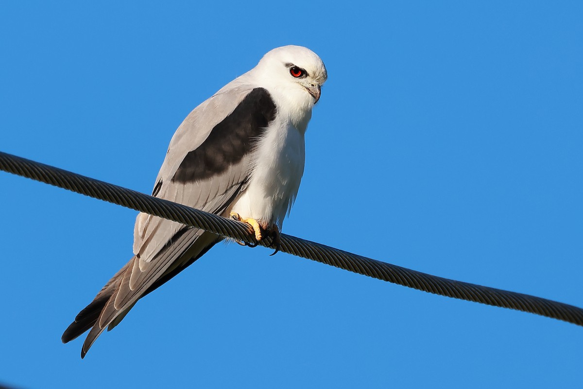 Black-shouldered Kite - ML638433003