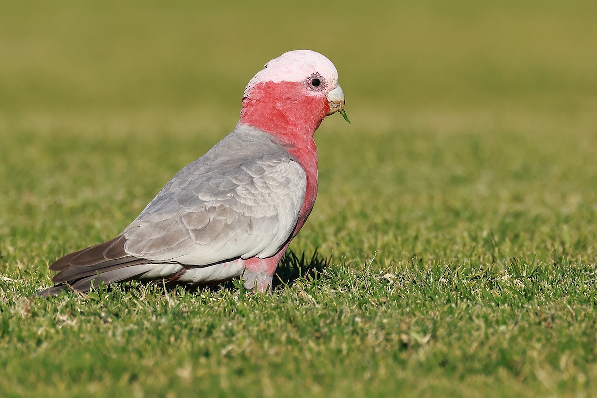 Galah - ML638433010