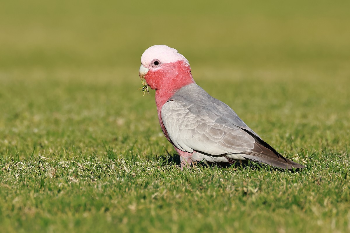 Galah - ML638433011