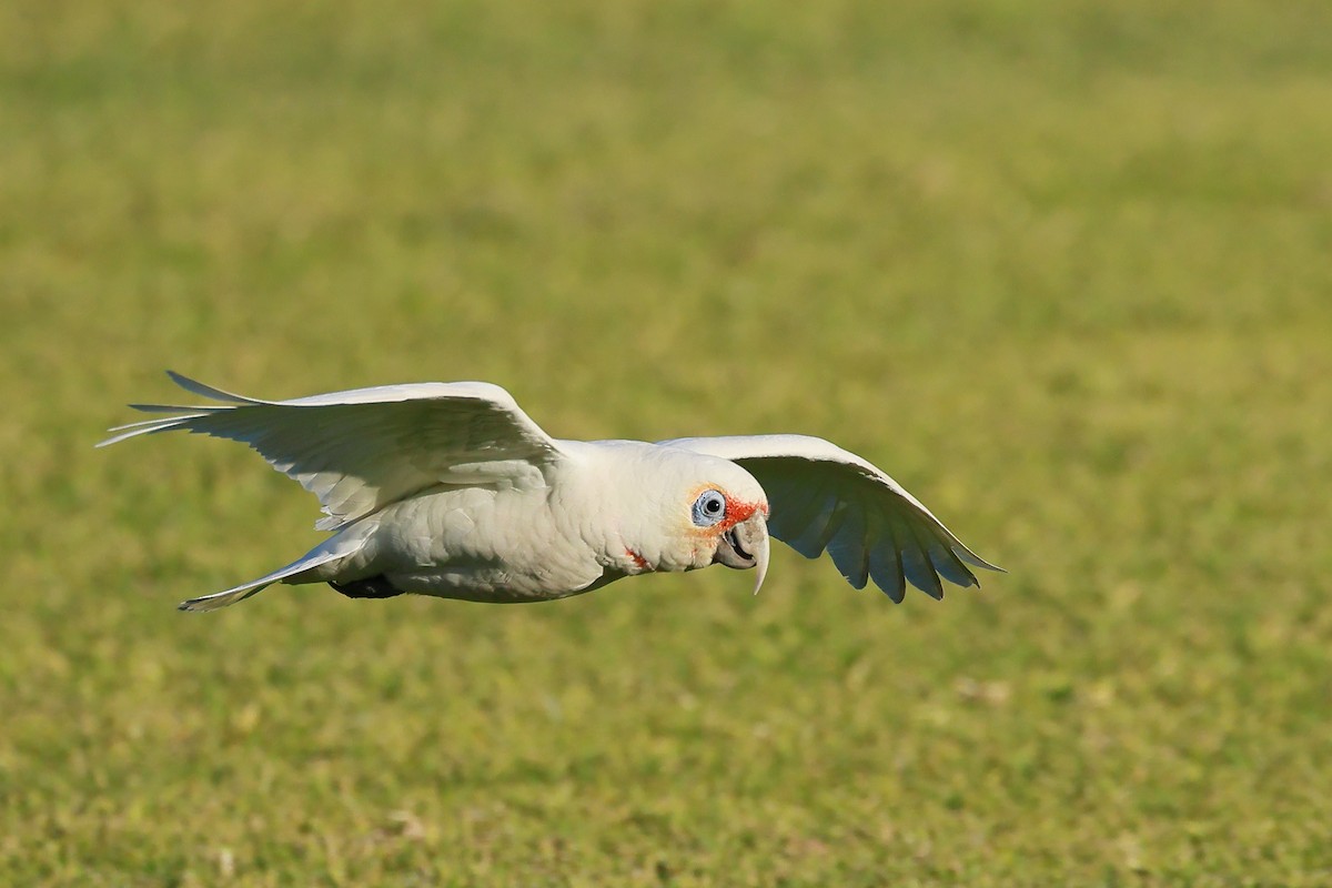 Long-billed Corella - ML638433035
