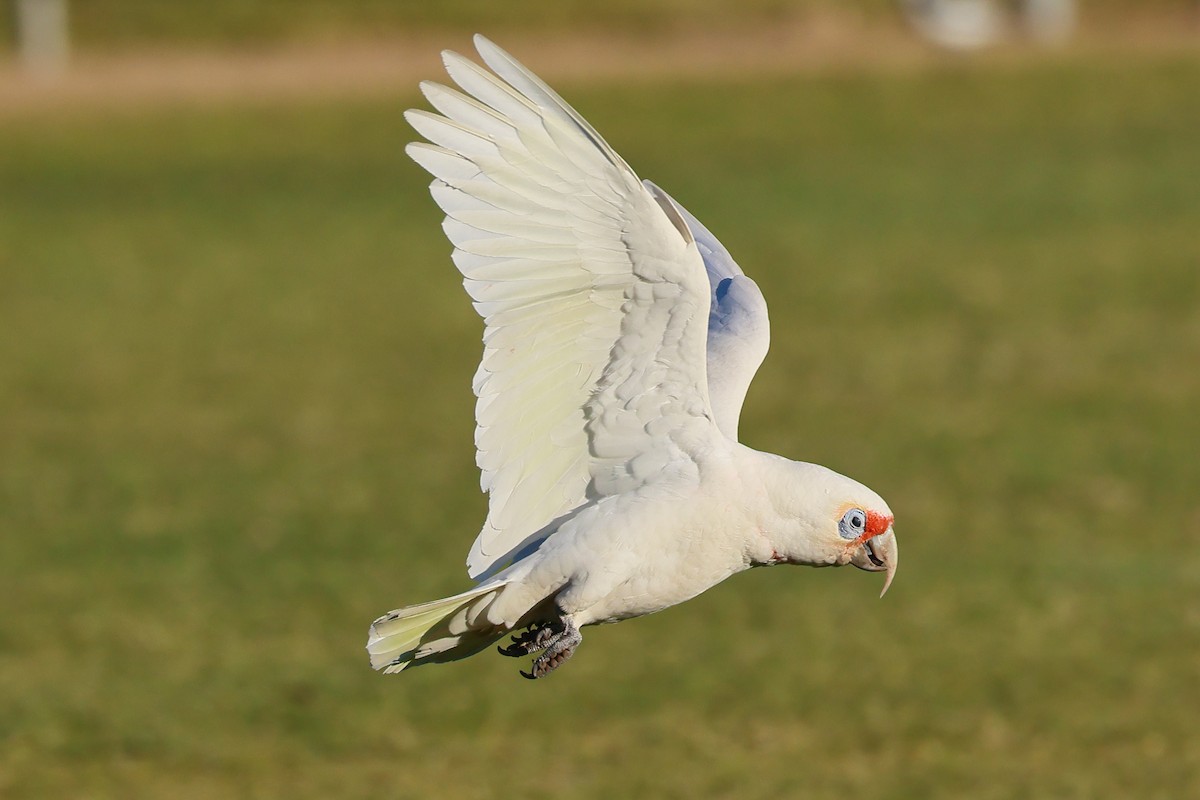 Long-billed Corella - ML638433036