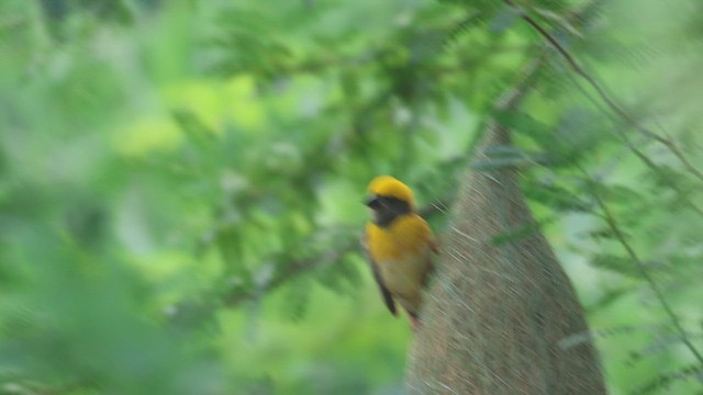 Baya Weaver - ML638433037