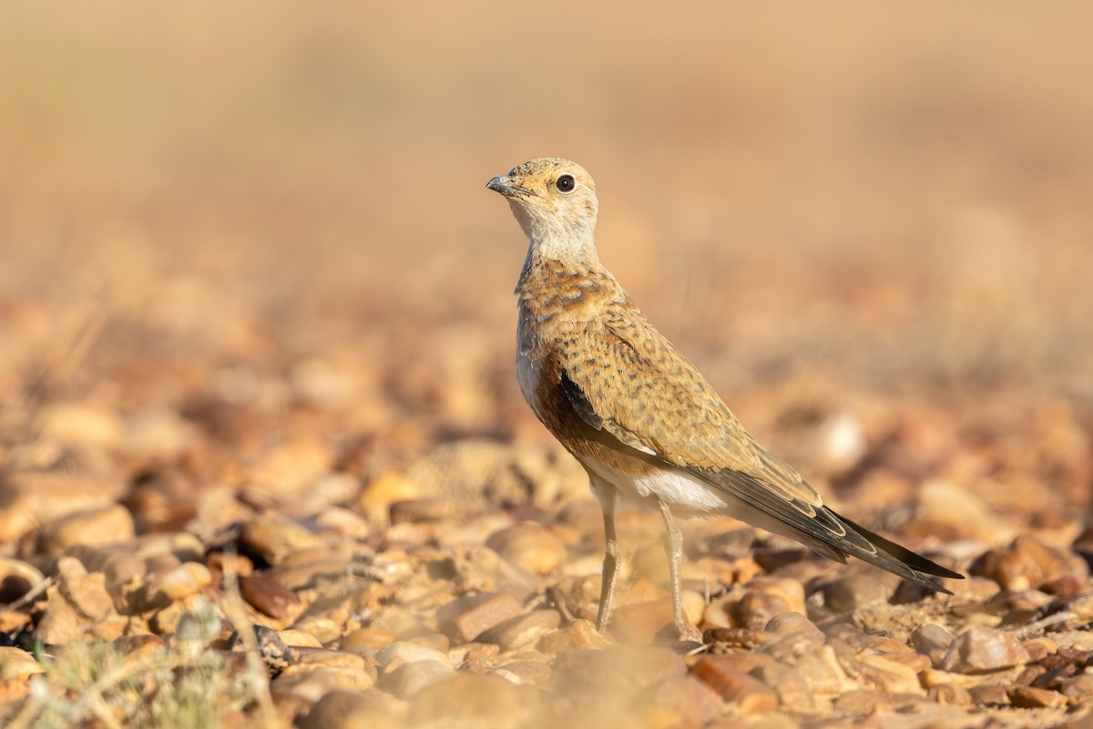 Australian Pratincole - ML638433052